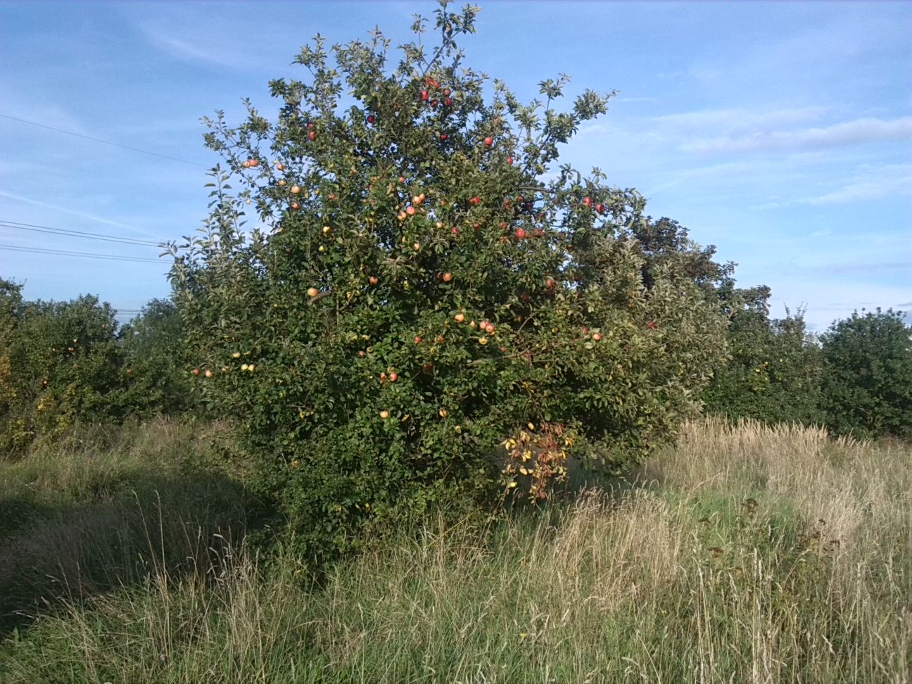 14-Apfel Nordöstlich Von Aussichtsstand Oberhalb Mündung Weiße Elster In Saale (1)