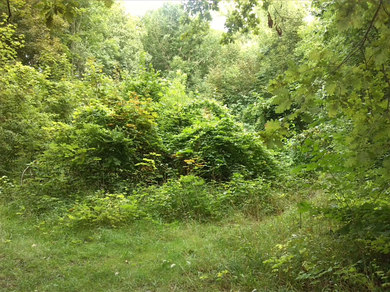 2-Weißenfels Westteil Auenwald Westlich Großer Brücke Blick In Mittleren Teil