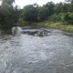 3-Weiße Elster Flussabwärts Schafbrücke (1)