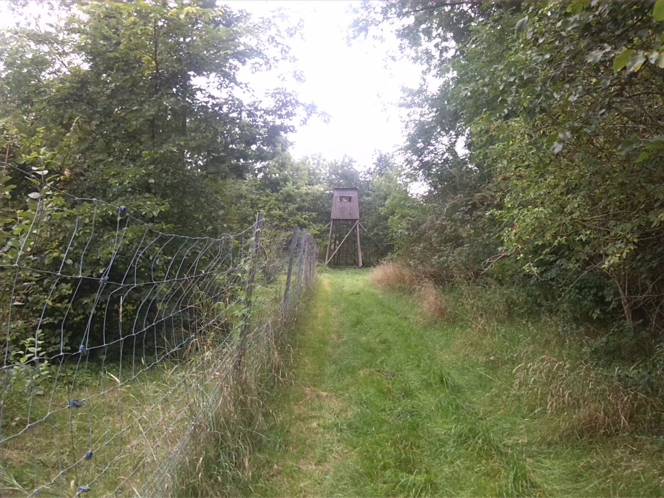53-Kreypauer Holz Südteil Aufforstungen Blick Nach Nordosten Zu Querweg Im Nordostteil (2)