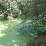 73-Leipzig Blick Zu Altarmrest Weiße Elster Hundewasser Aufwärts Unweit Stahme ln Süd & Lützschena (1)