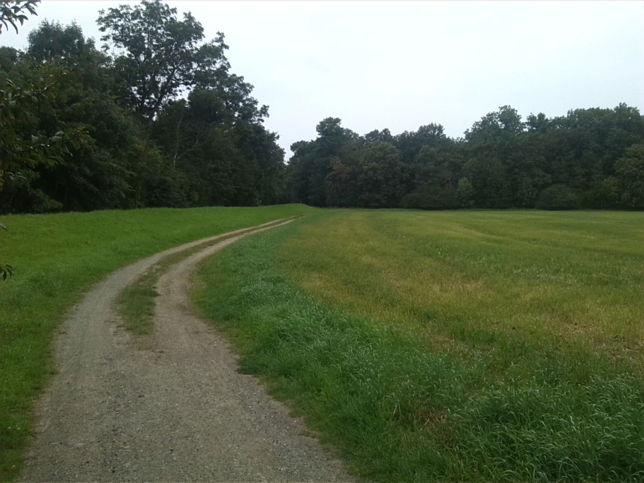 83-Alte Saale Deich Flussabwärts Zwischen Trebnitz & Fasanerie Blick Südrand Fasanerie (1)