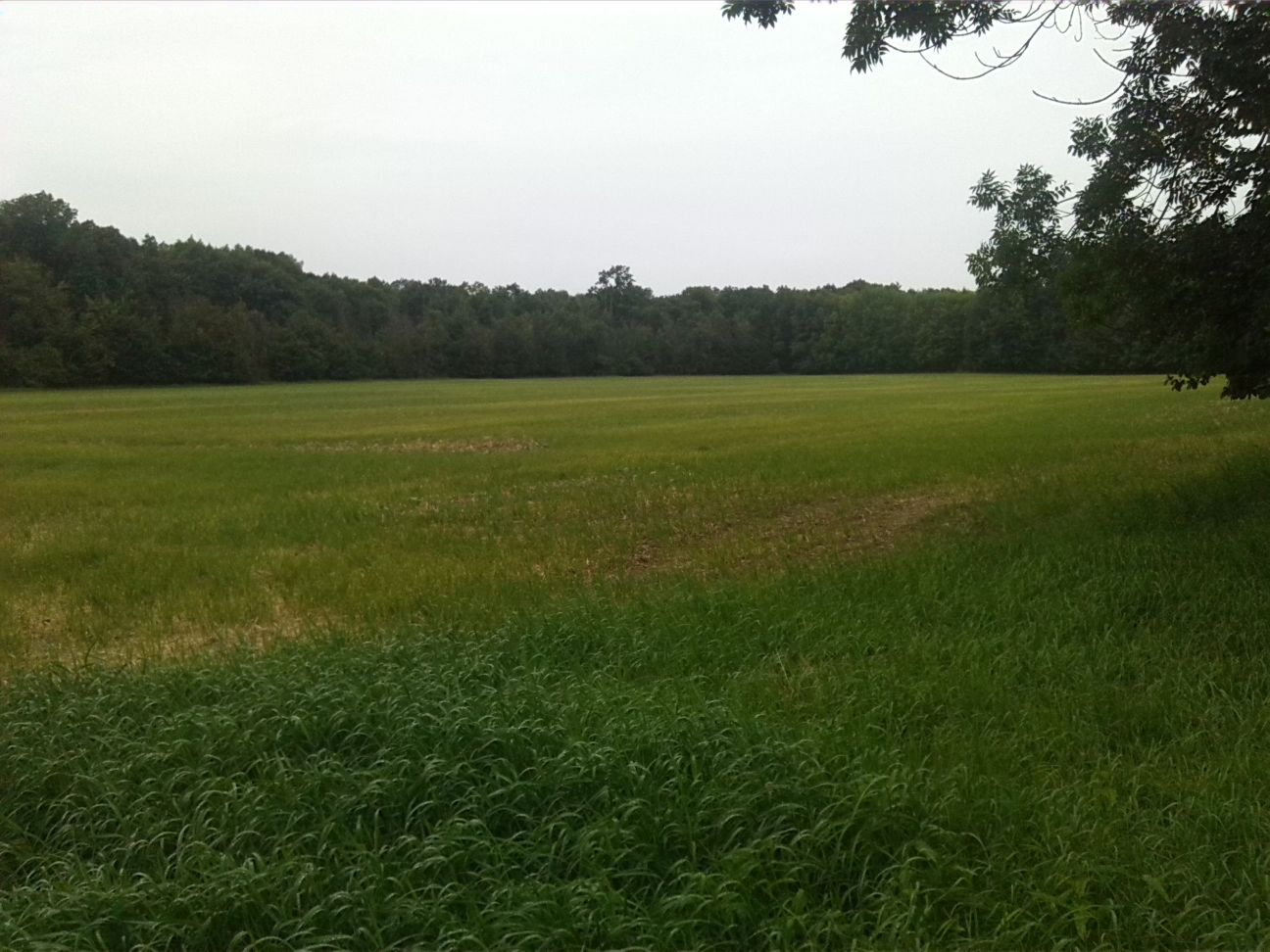 84-Blick Zum Südrand Fasanerie Merseburg (2)