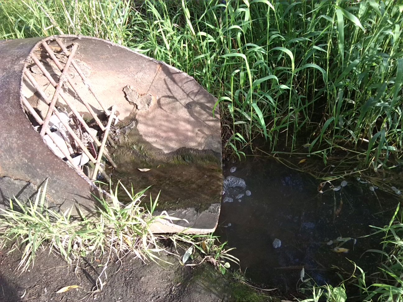 9-Rohr An Mündung Weiße Elster In Saale (4)