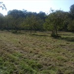 10-Streuobstwiese Nördlich Landhaus Blick Nach Süden (1)