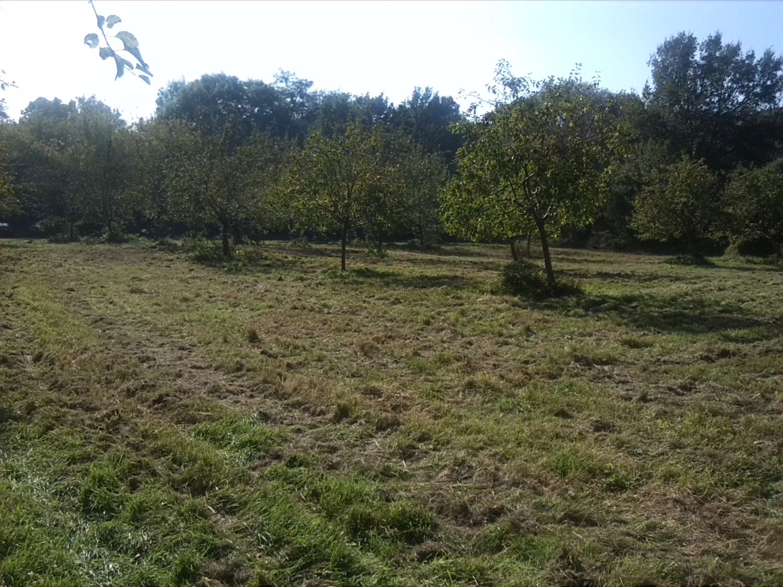 10-Streuobstwiese Nördlich Landhaus Blick Nach Süden (1)