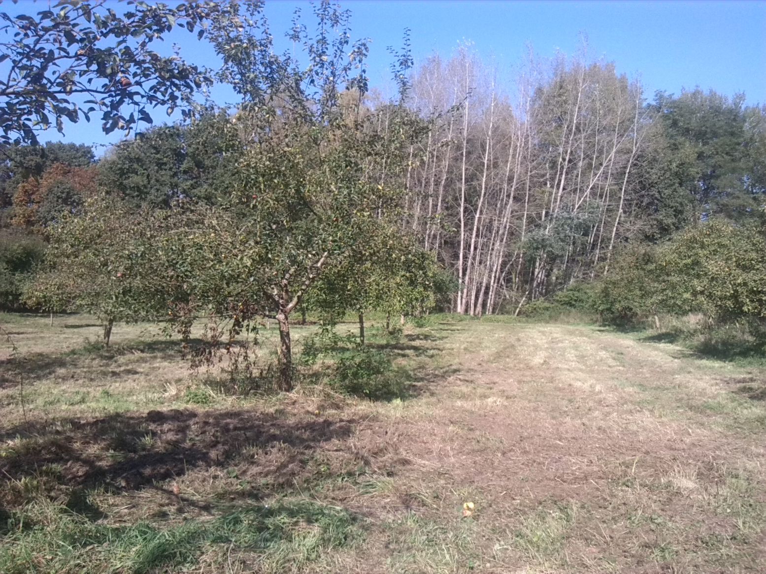 11-Streuobstwiese Nördlich Landhaus Blick Nach Norden (2)