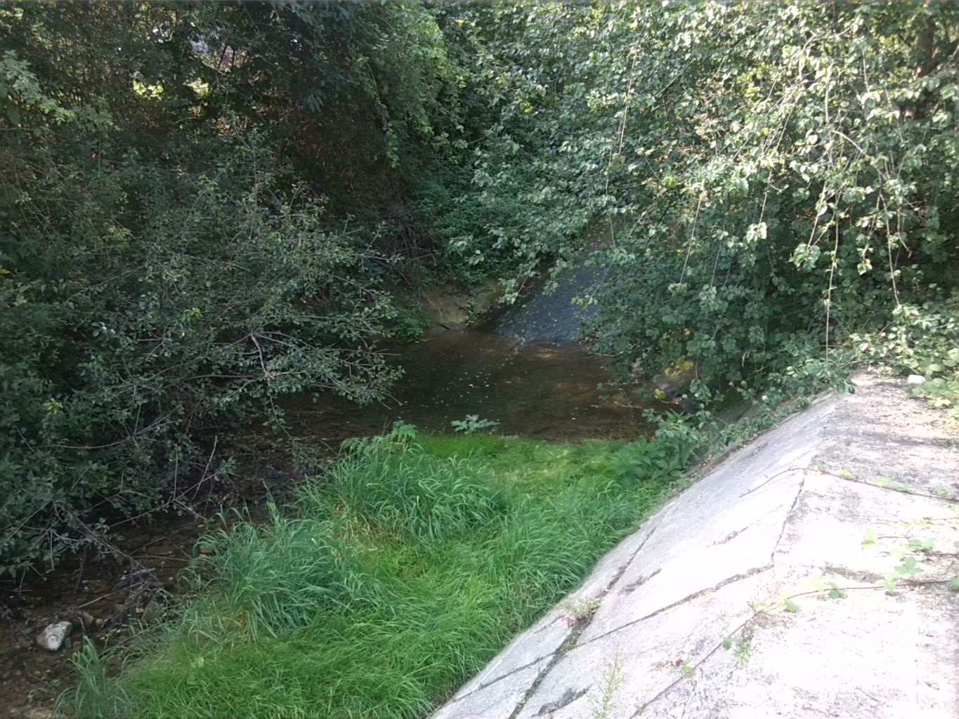 28-Höhnstedt Wellbach Zwischen L156 & Kleingartenanlage Wellbach Abwärts Mit Japan Knöterich (4)