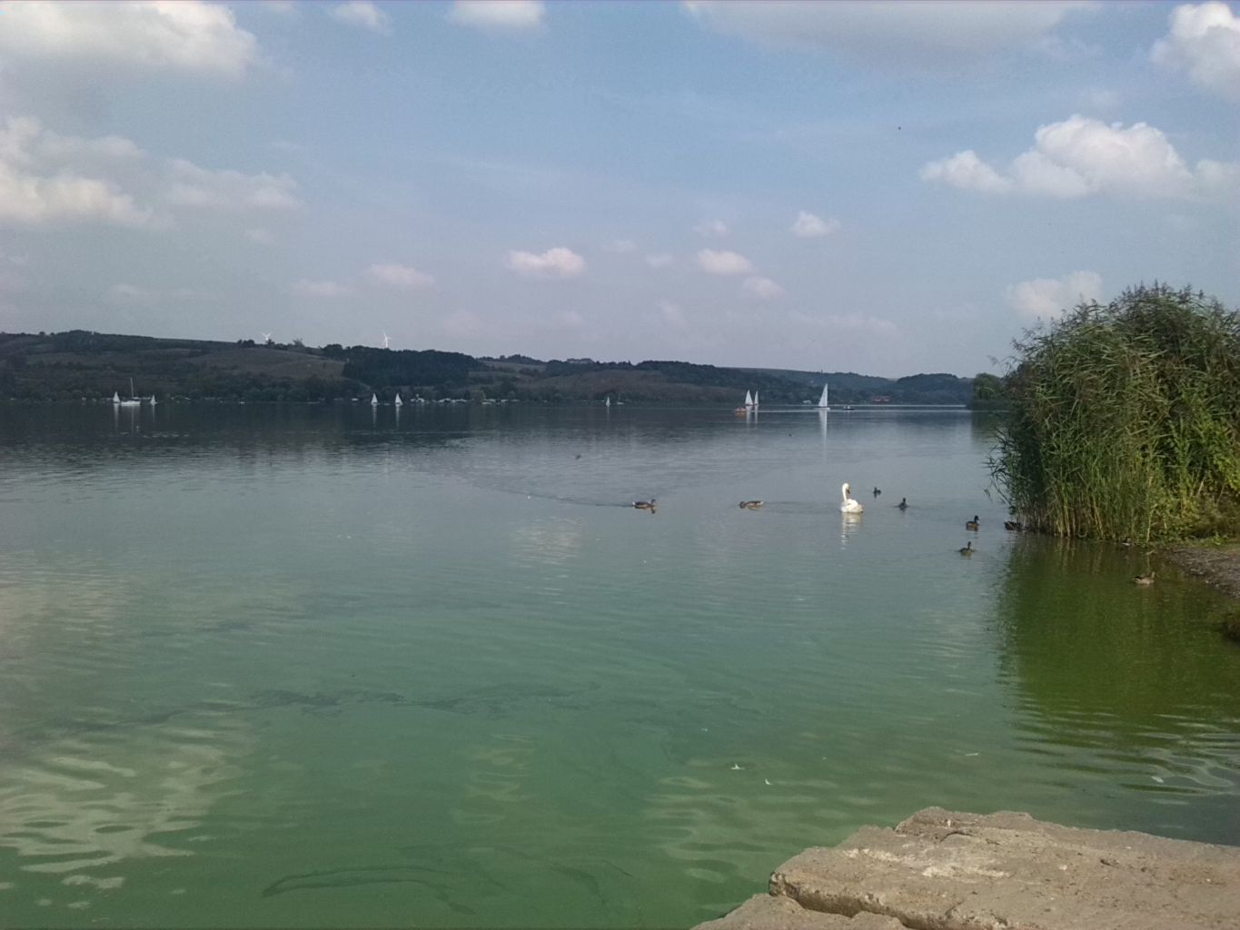 35-Aseleben Blick Vom Ufer Süsser See Nach Nordosten (1)