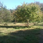 9-Streuobstwiese Nördlich Landhaus Blick Nach Nordosten (2)