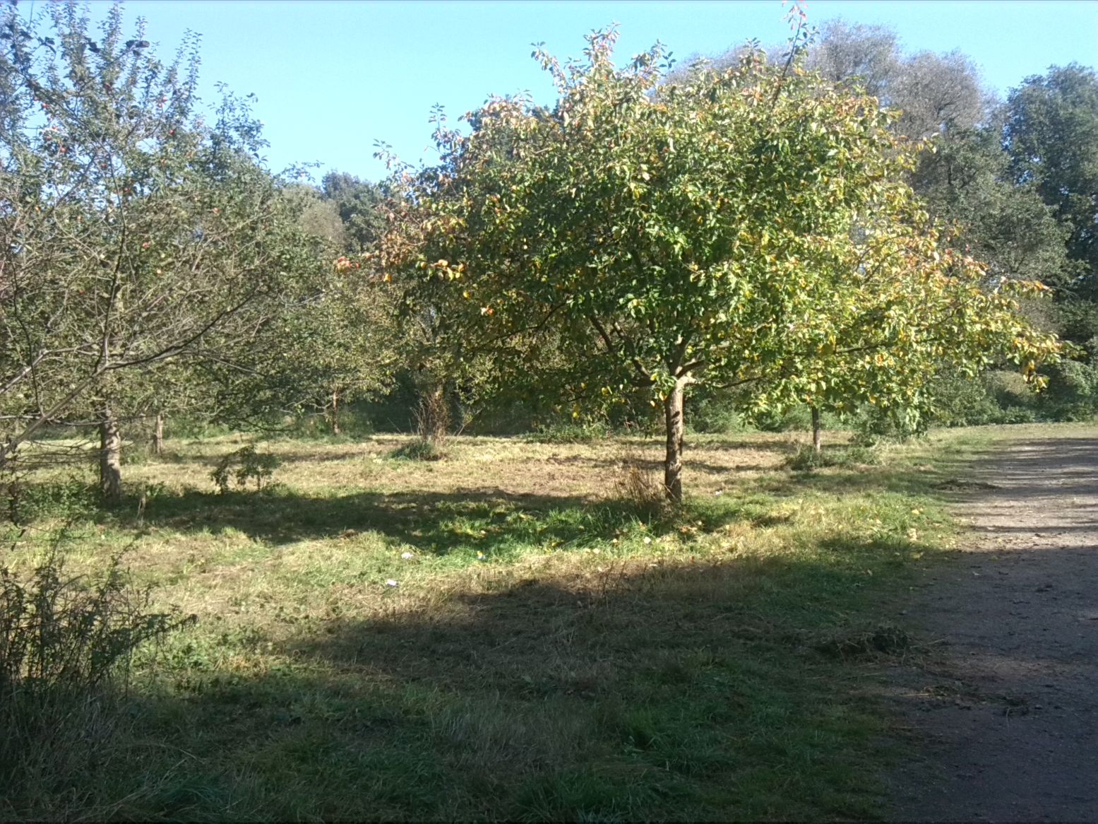 9-Streuobstwiese Nördlich Landhaus Blick Nach Nordosten (2)
