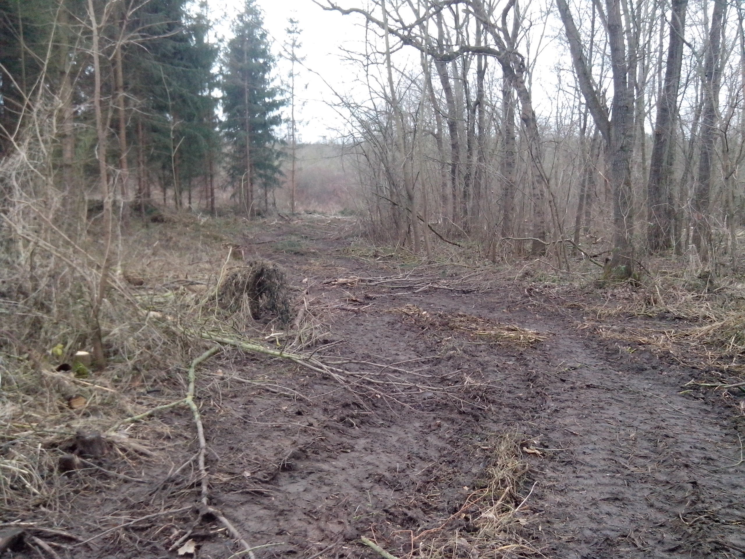 Fällung Auewald bei Plötzkau 05