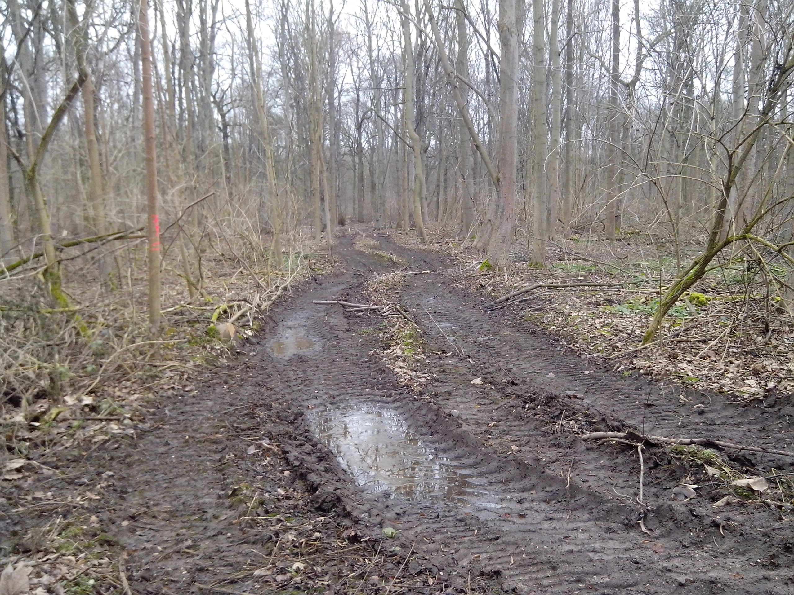 Fällung Auewald bei Plötzkau 03