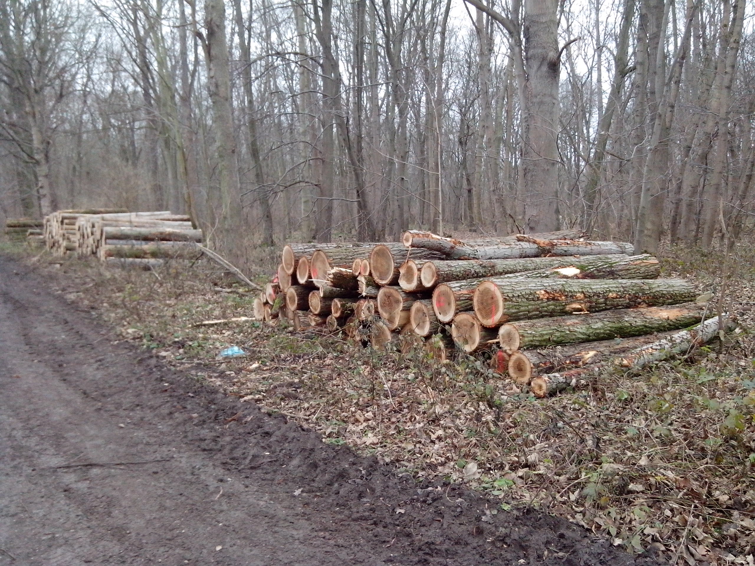 Fällung Auewald bei Plötzkau 02