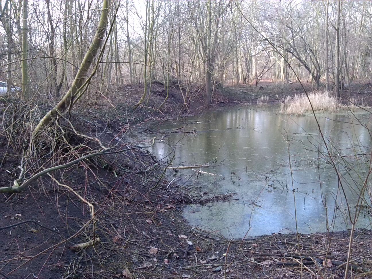 10-Blick Vom Ostufer Amphibienlaichgewässer Zu Westufer (2)