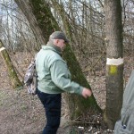 10-Pulverweiden Südteil Weg Zum Wehr Mit Geringelten Eschenahorn