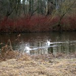 11-Pulverweiden Südteil Am Teich