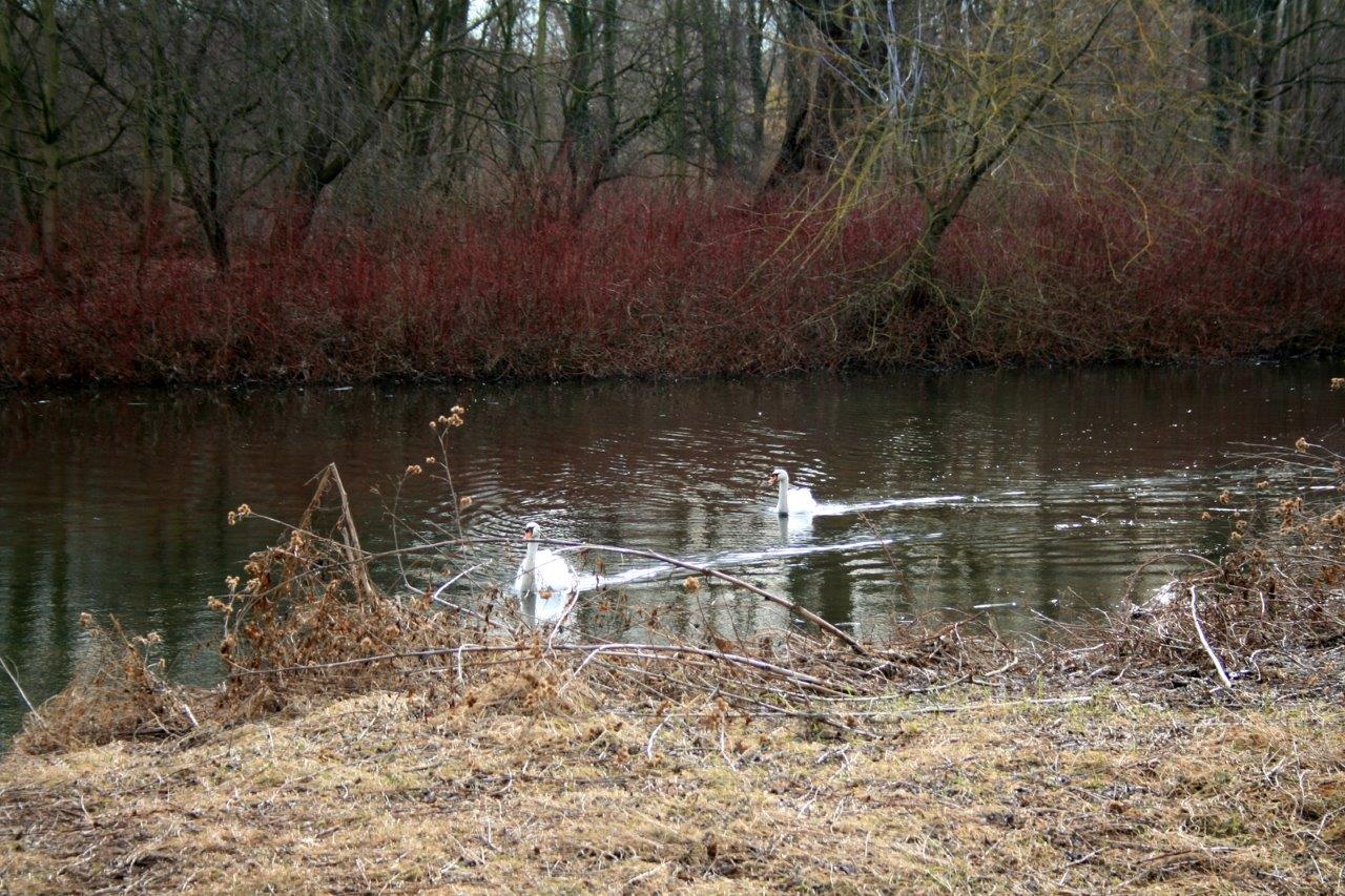 11-Pulverweiden Südteil Am Teich