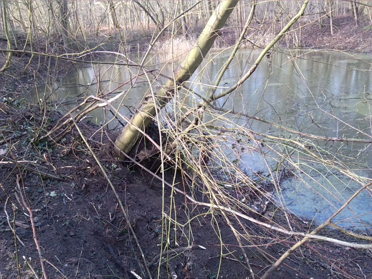 12-Blick Vom Ostufer Amphibienlaichgewässer Zu Westufer (1)