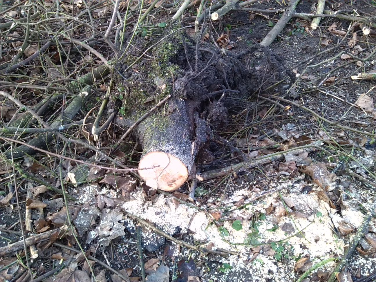 13-Baumstumpf Weide Südostrand Amphibienlaichgewässer (2)
