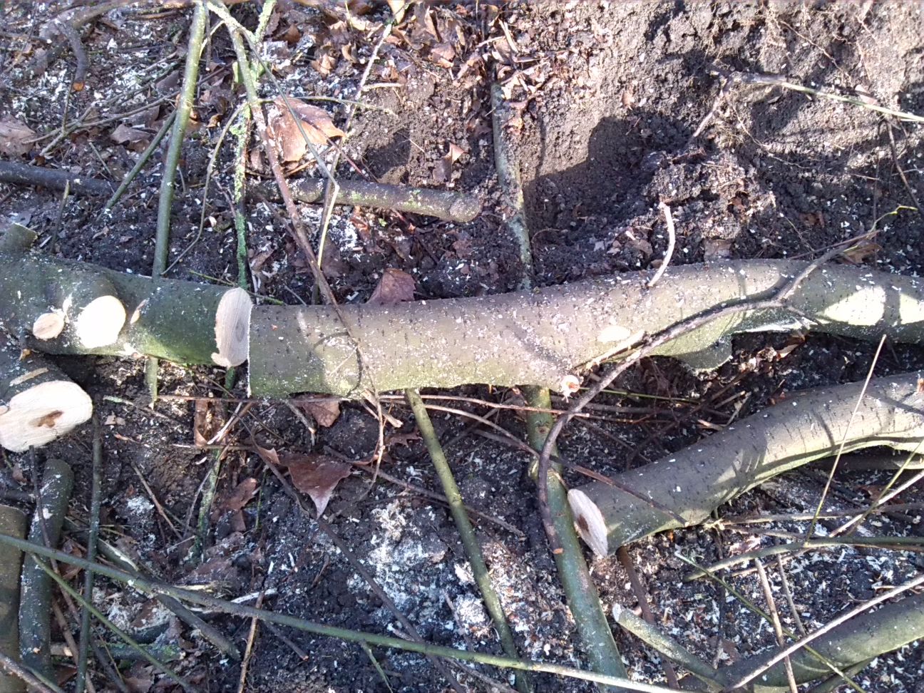14-Zersägte Äste Weide Südostrand Amphibienlaichgewässer (2)