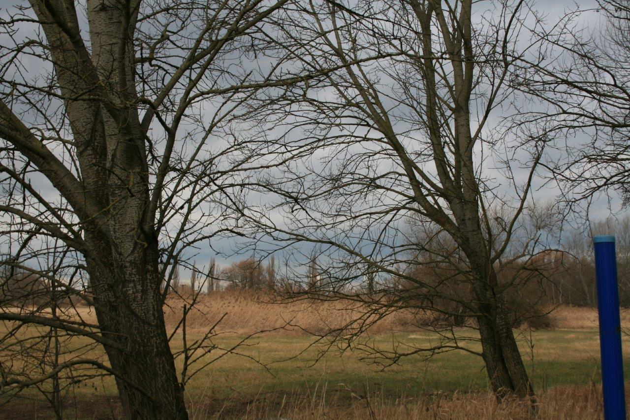 16-Untere Aue Weg Zur Rabeninsel Blick Nach Nordwesten