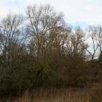 2-Holzplatz Westen Unweit Saale & Hochstraße