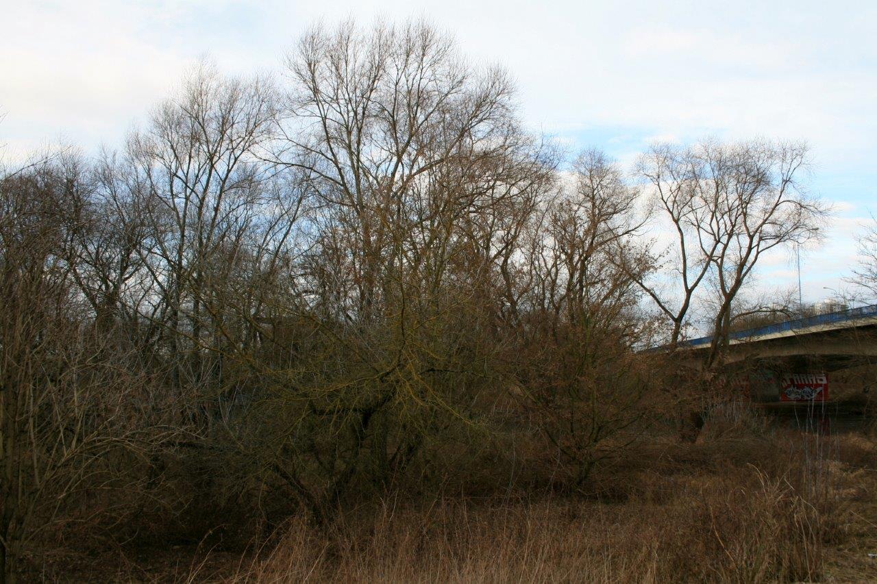 2-Holzplatz Westen Unweit Saale & Hochstraße
