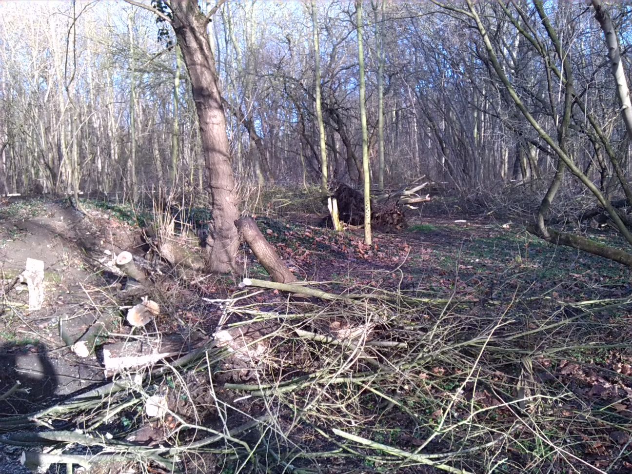 2-Ostrand Amphibienlaichgewässer Abgeholzte Weide Vorn Eschenahorn Hinten