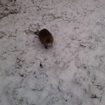 2-Peißnitzinsel Nutria Am Ufer Wilde Saale Unweit Brücke Zum Gimritzer Damm (2)