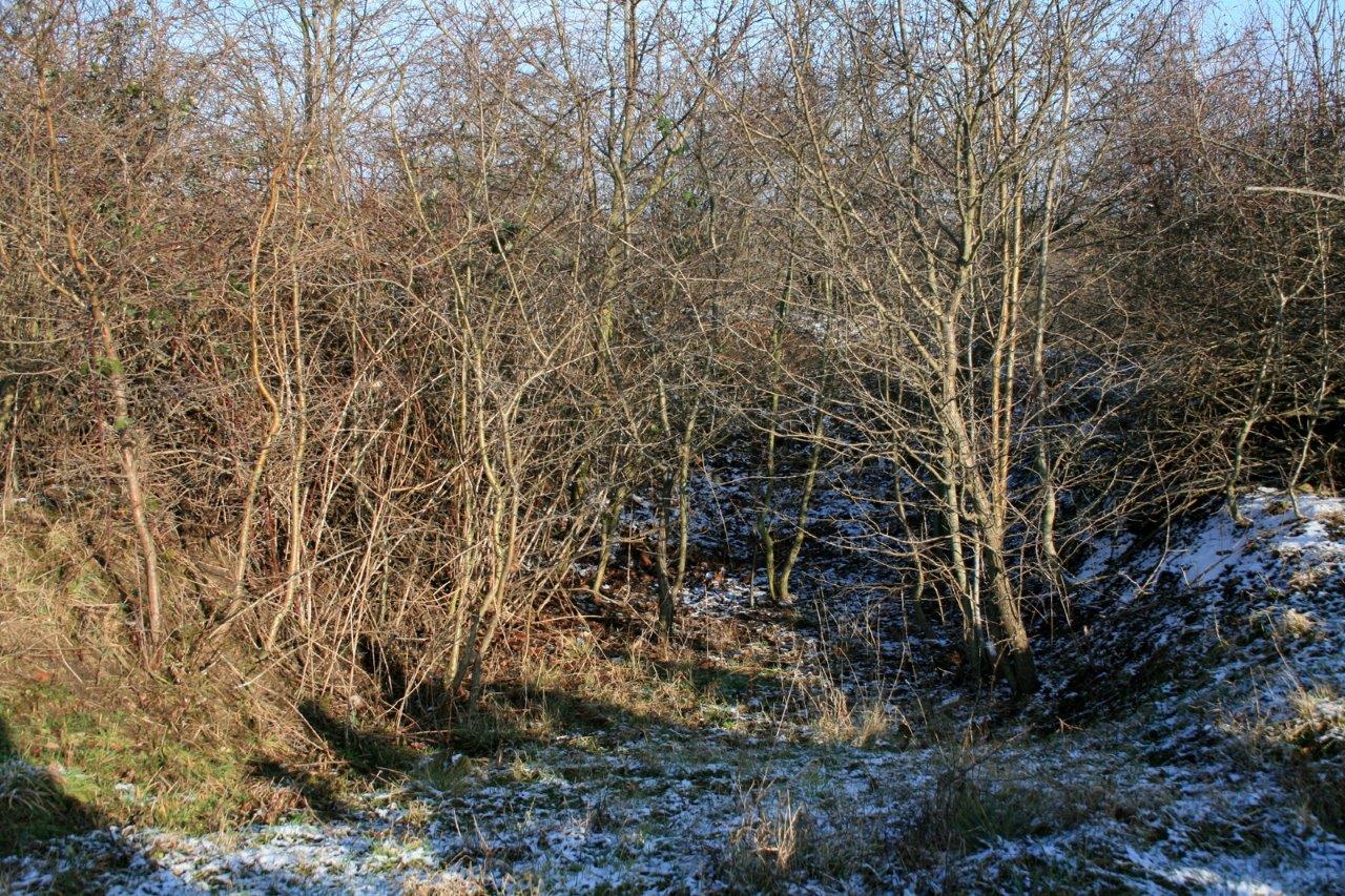 20-Panzermulde NSG Brandberge Mit Weißdorn