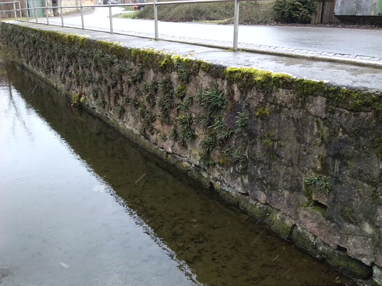 21-Nordwestlicher Ortseingang Zscherben Wand Teich & Straße Mit Milzfarn (1)