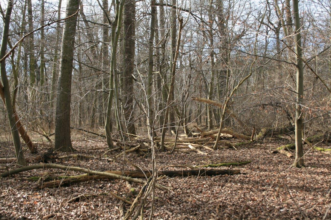 21-Rabeninsel Nordwestteil