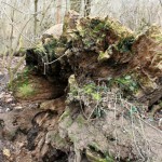 21a-Rabeninsel Nordwestteil Uferbereich Wilde Saale