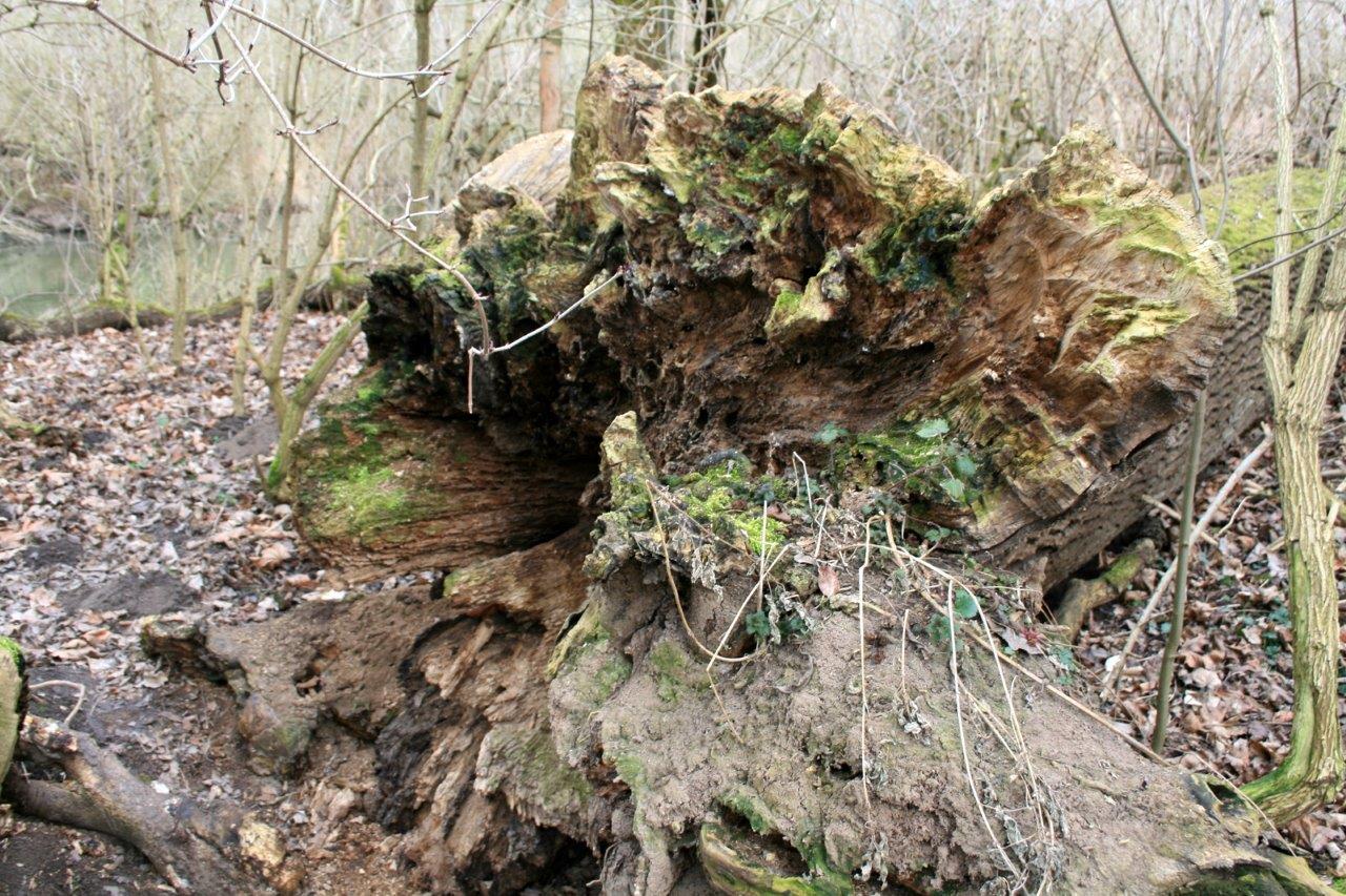 21a-Rabeninsel Nordwestteil Uferbereich Wilde Saale