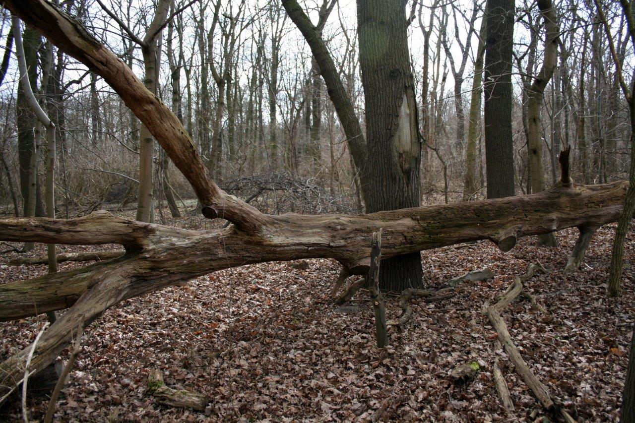 23-Rabeninsel Westteil Totholz