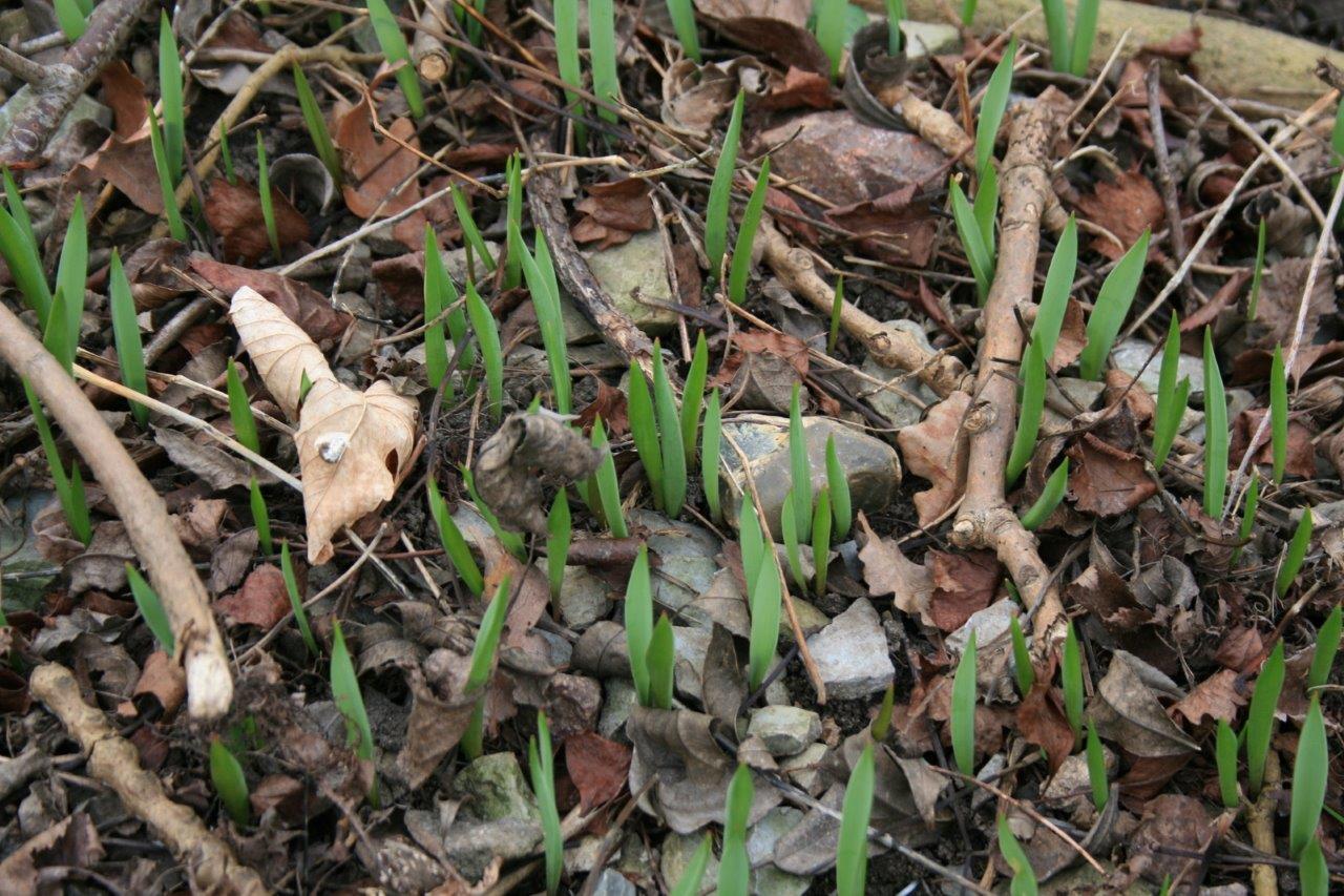 25-Rabeninsel Westteil Wildtulpenq