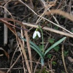 28-Rabeninsel Westteil Schneeglöckchen