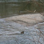 29-Rabeninsel Südspitze Blick Von Wehr In Wilde Saale