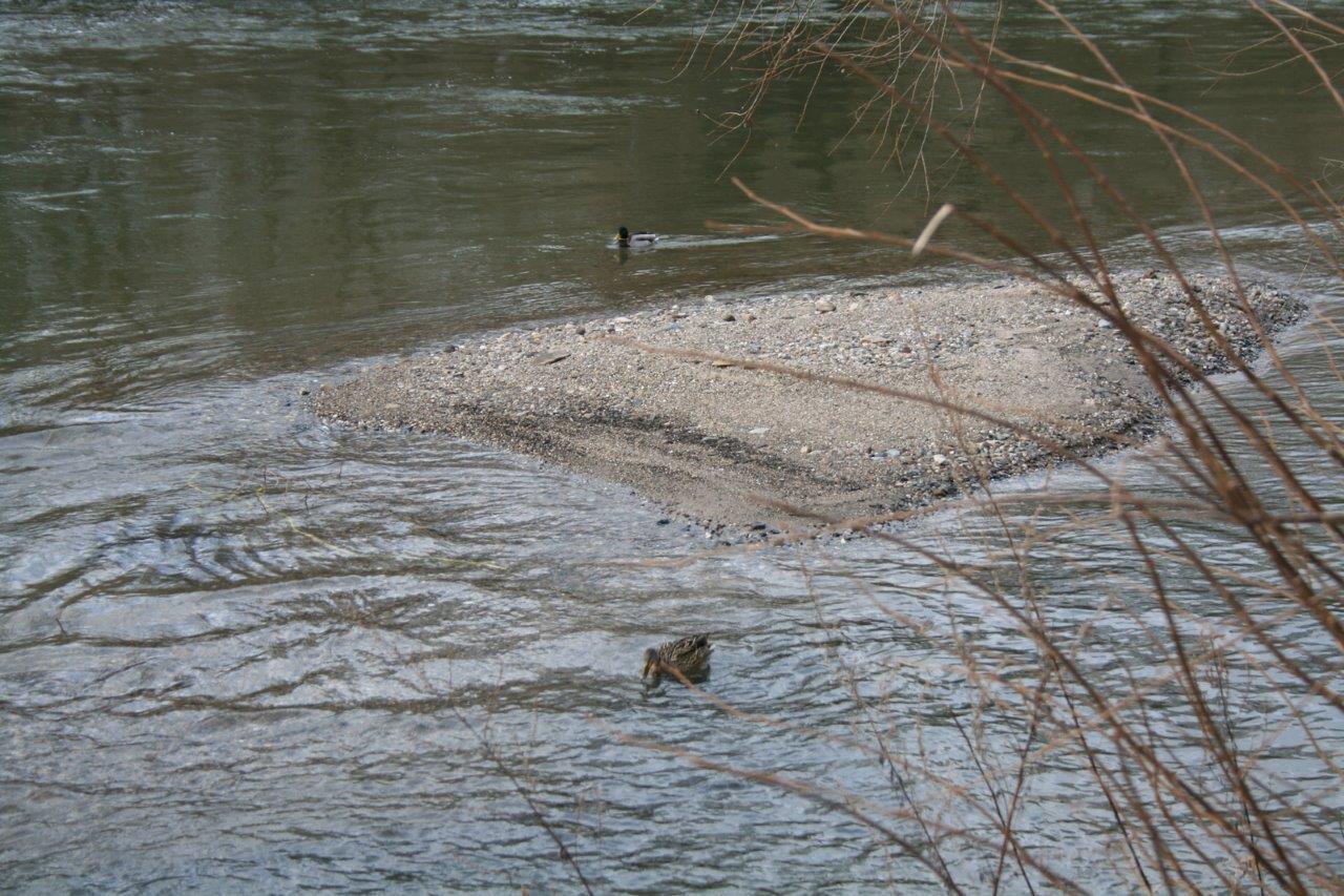 29-Rabeninsel Südspitze Blick Von Wehr In Wilde Saale