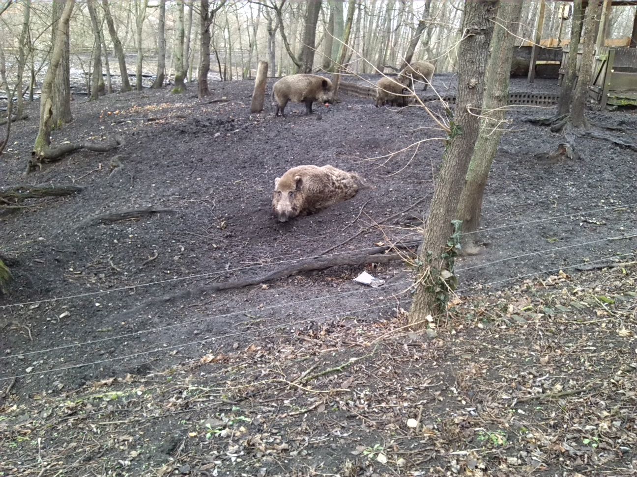 29-Zentralteil Südpark Südostrand Wildschweingehege (5)