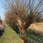 31-Äußere Lettiner Straße Nach Norden Mit Kopfweiden Entlang Bach