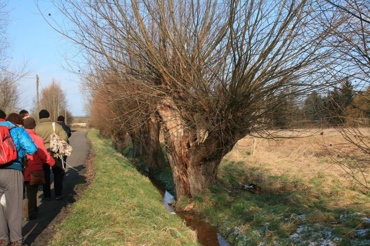 31-Äußere Lettiner Straße Nach Norden Mit Kopfweiden Entlang Bach