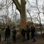 35-Rabeninsel Ostteil Saaleufer Südlich Schleuse Mit Platane