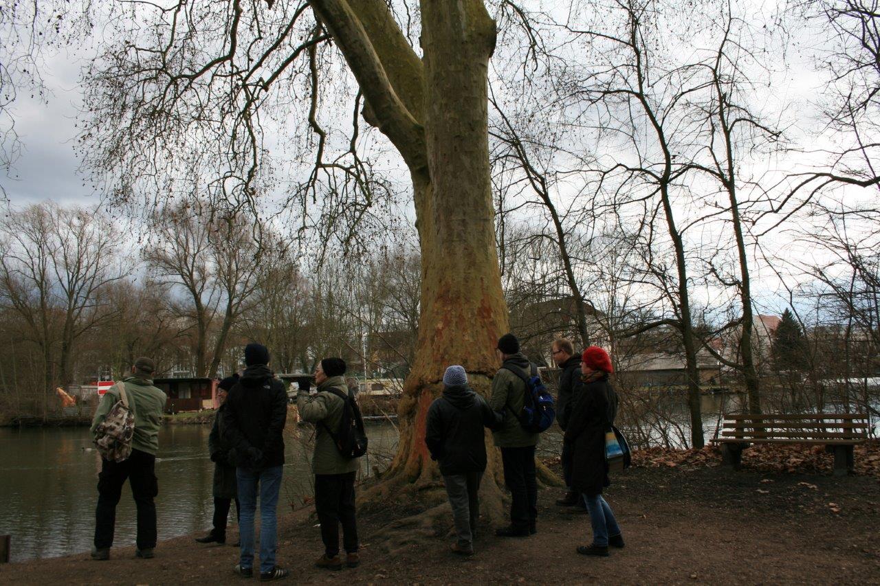 35-Rabeninsel Ostteil Saaleufer Südlich Schleuse Mit Platane
