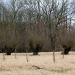 37-Rabeninsel Nordostteil Wiese Mit Kopfweiden Blick Von westen