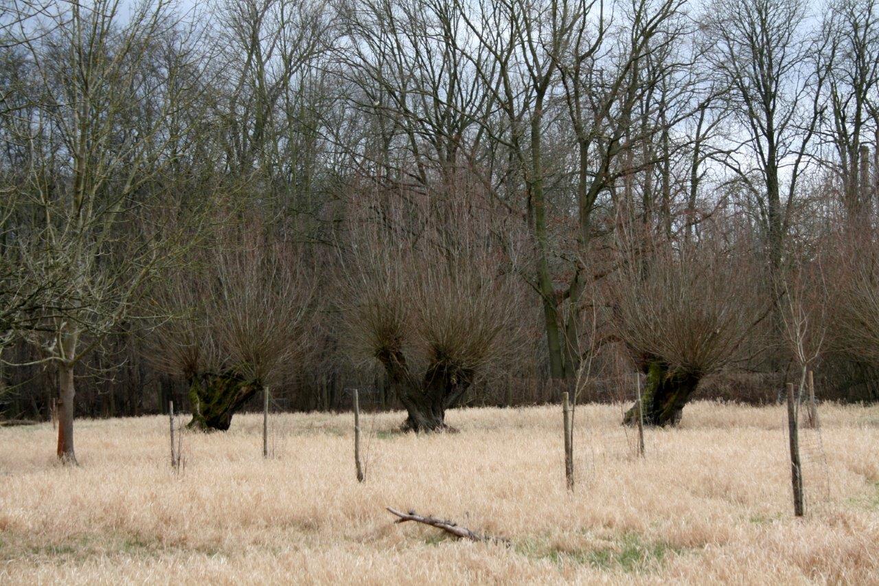 37-Rabeninsel Nordostteil Wiese Mit Kopfweiden Blick Von westen