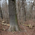 38-Rabeninsel Nordostteil Auenwald In Richtung Westen Gegenüber Wiese Mit Kopfweiden Blick Von westen