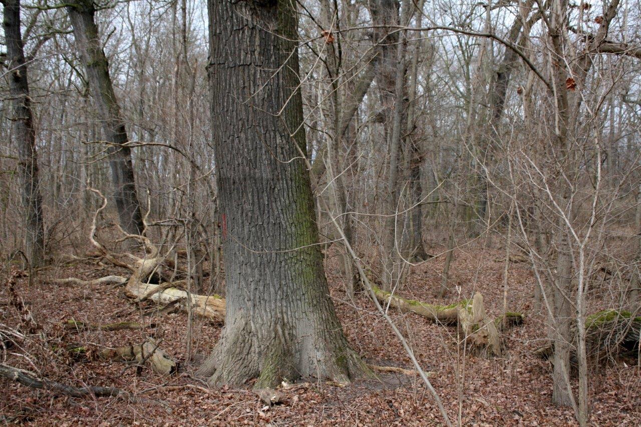 38-Rabeninsel Nordostteil Auenwald In Richtung Westen Gegenüber Wiese Mit Kopfweiden Blick Von westen