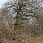 39-Rabeninsel Nordostteil Auenwald In Richtung Nordwesten Gegenüber Wiese Mit Kopfweiden Blick Von westen